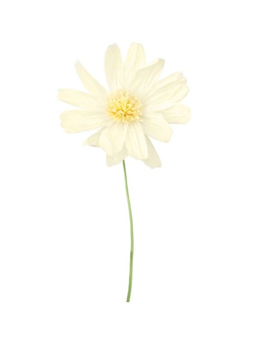 FIORE IN CARTA CON STELO AVORIO 35X85 CM
