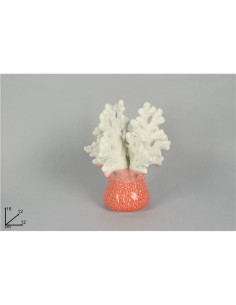 PIANTINA CORALLO CM.12 ROSSA